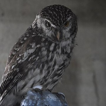 Tour Saint-Louis de Port-Saint-Louis-du-Rhône