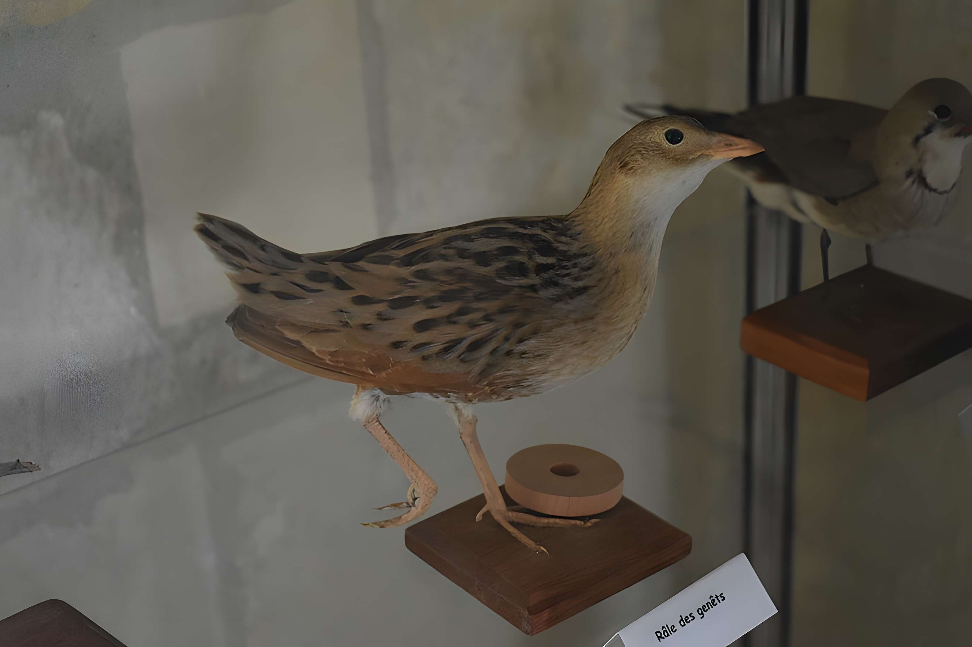 Tour Saint-Louis de Port-Saint-Louis-du-Rhône