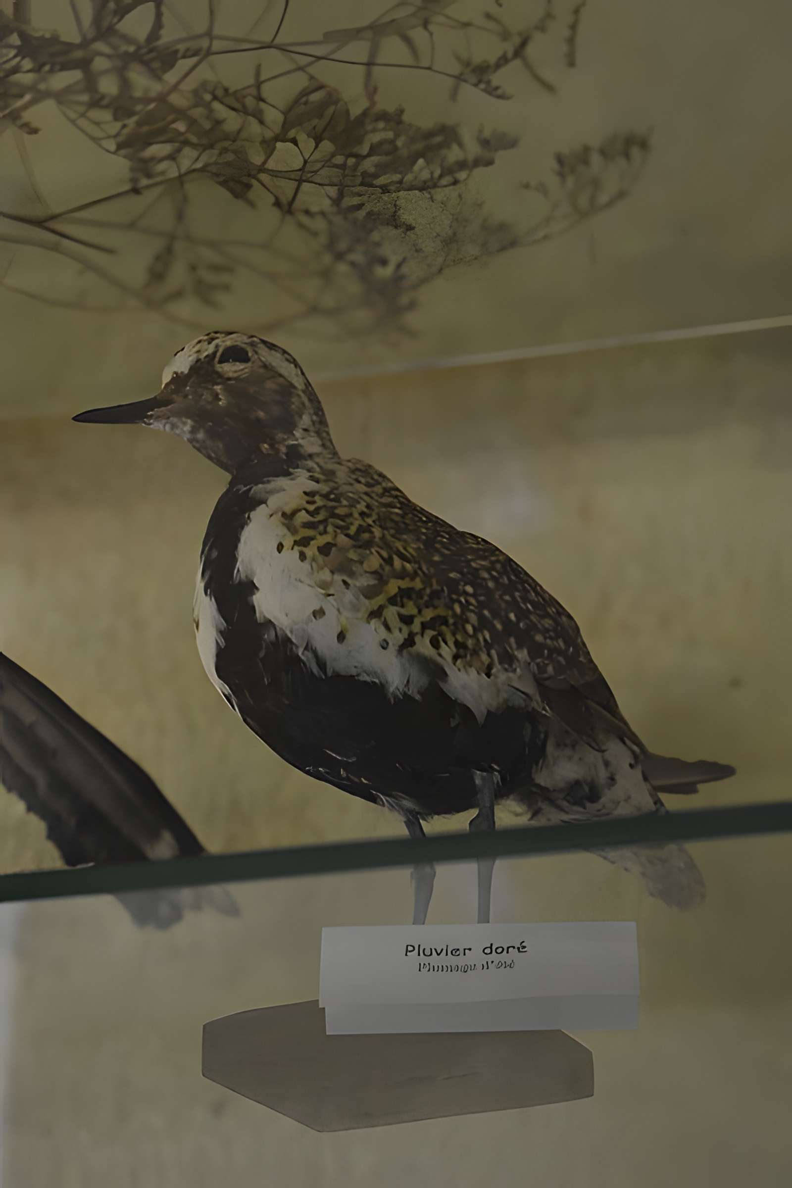 Tour Saint-Louis de Port-Saint-Louis-du-Rhône