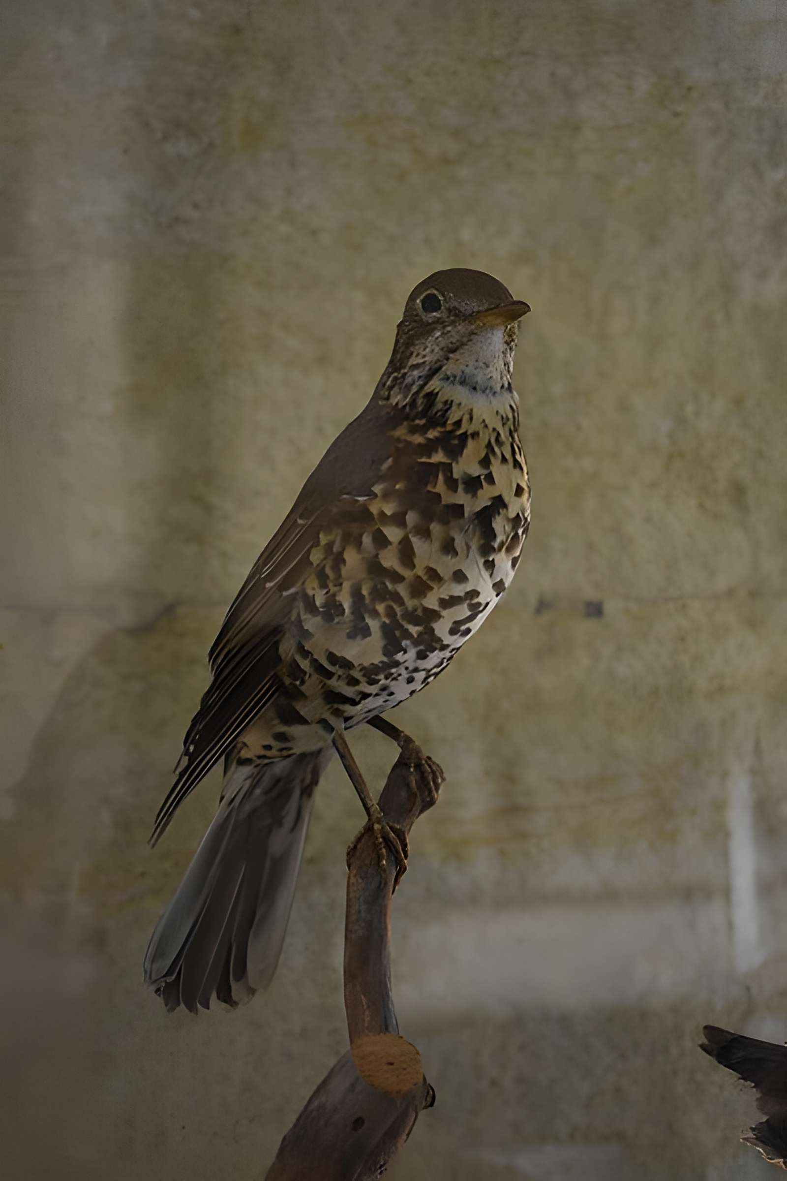 Tour Saint-Louis de Port-Saint-Louis-du-Rhône