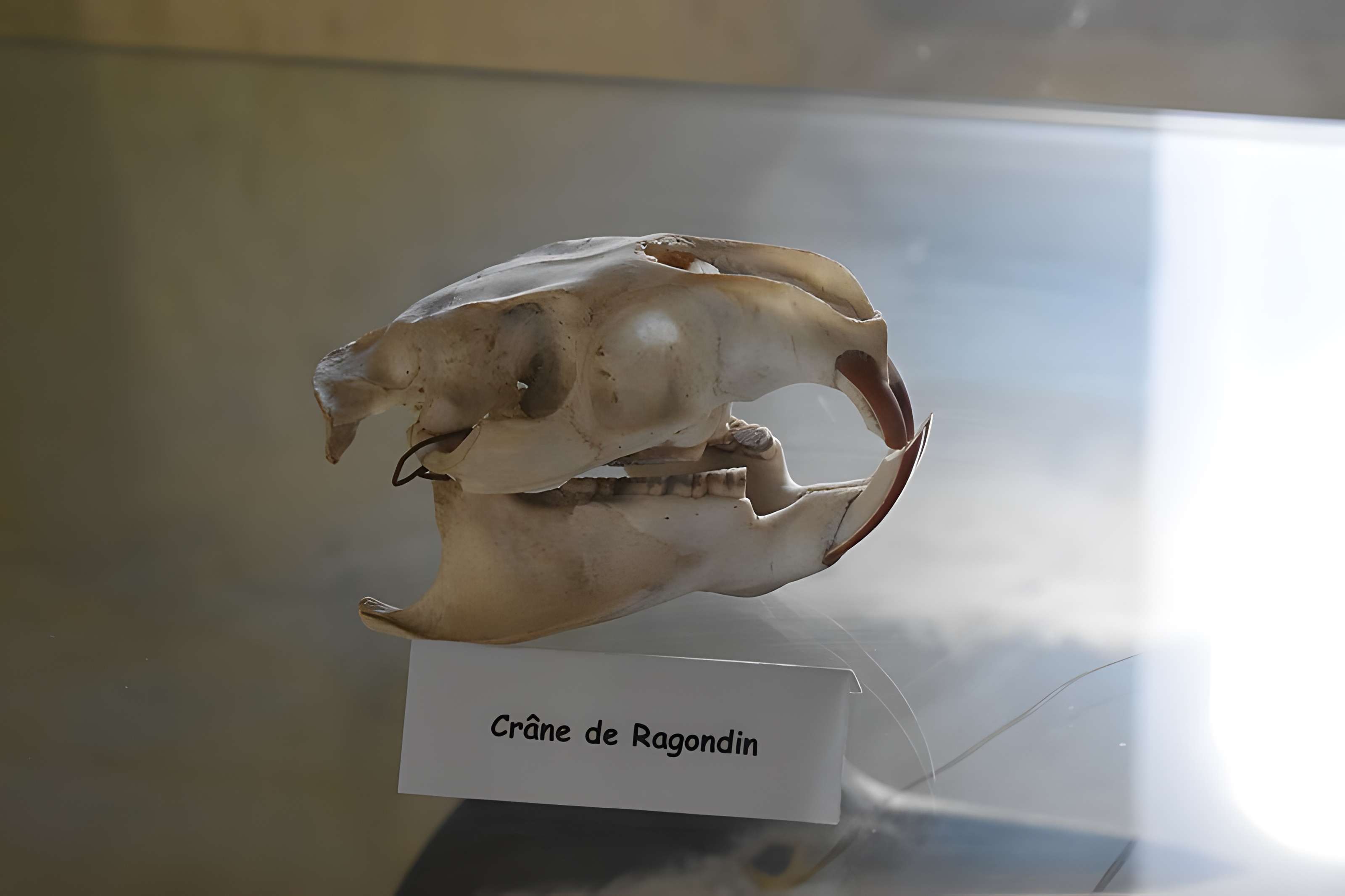 Tour Saint-Louis de Port-Saint-Louis-du-Rhône