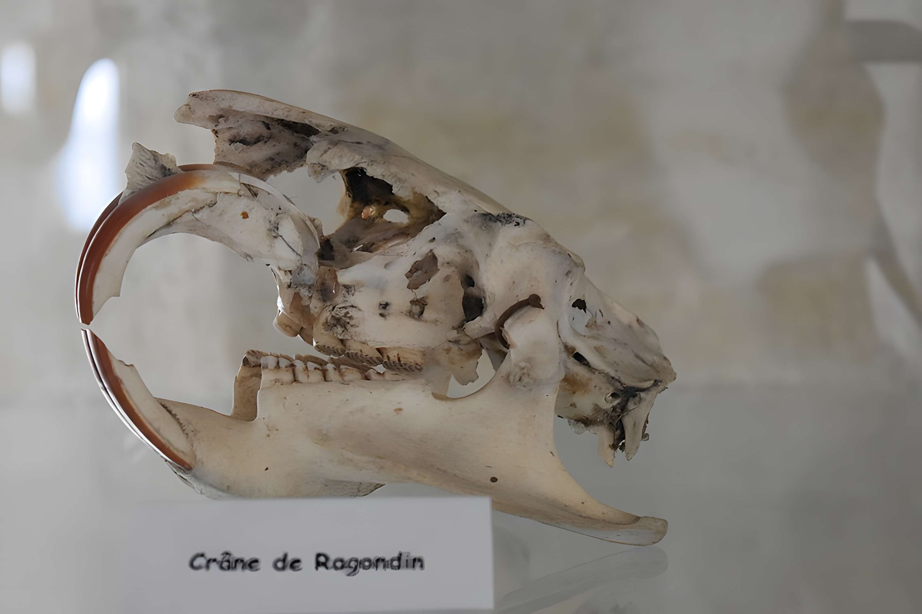 Tour Saint-Louis de Port-Saint-Louis-du-Rhône