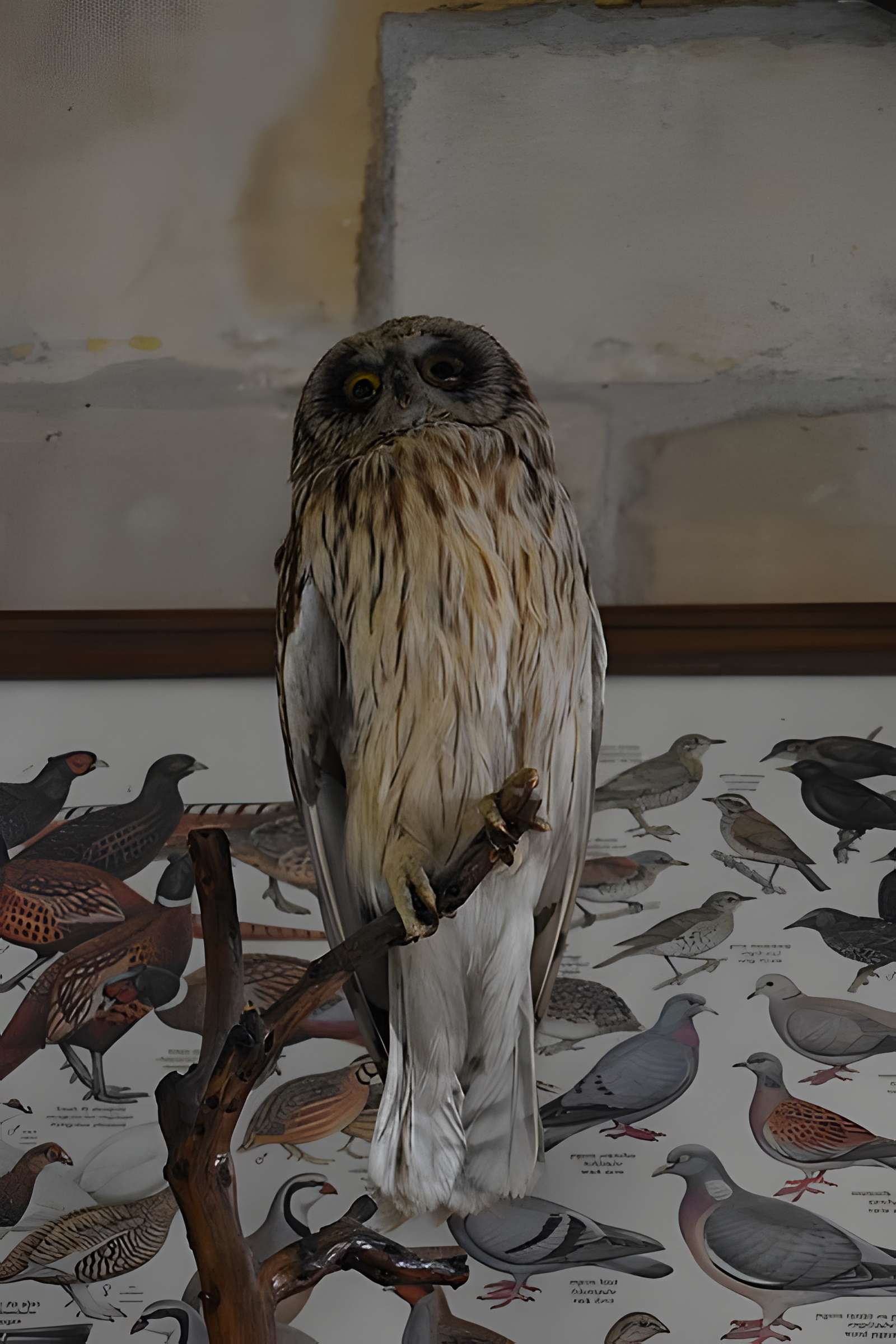 Tour Saint-Louis de Port-Saint-Louis-du-Rhône