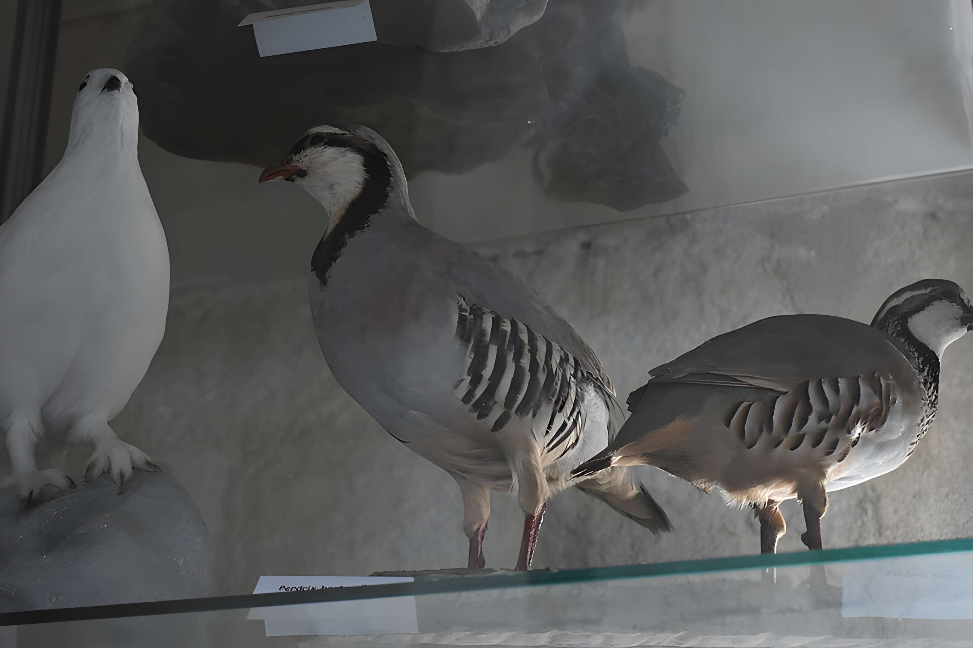 Tour Saint-Louis de Port-Saint-Louis-du-Rhône