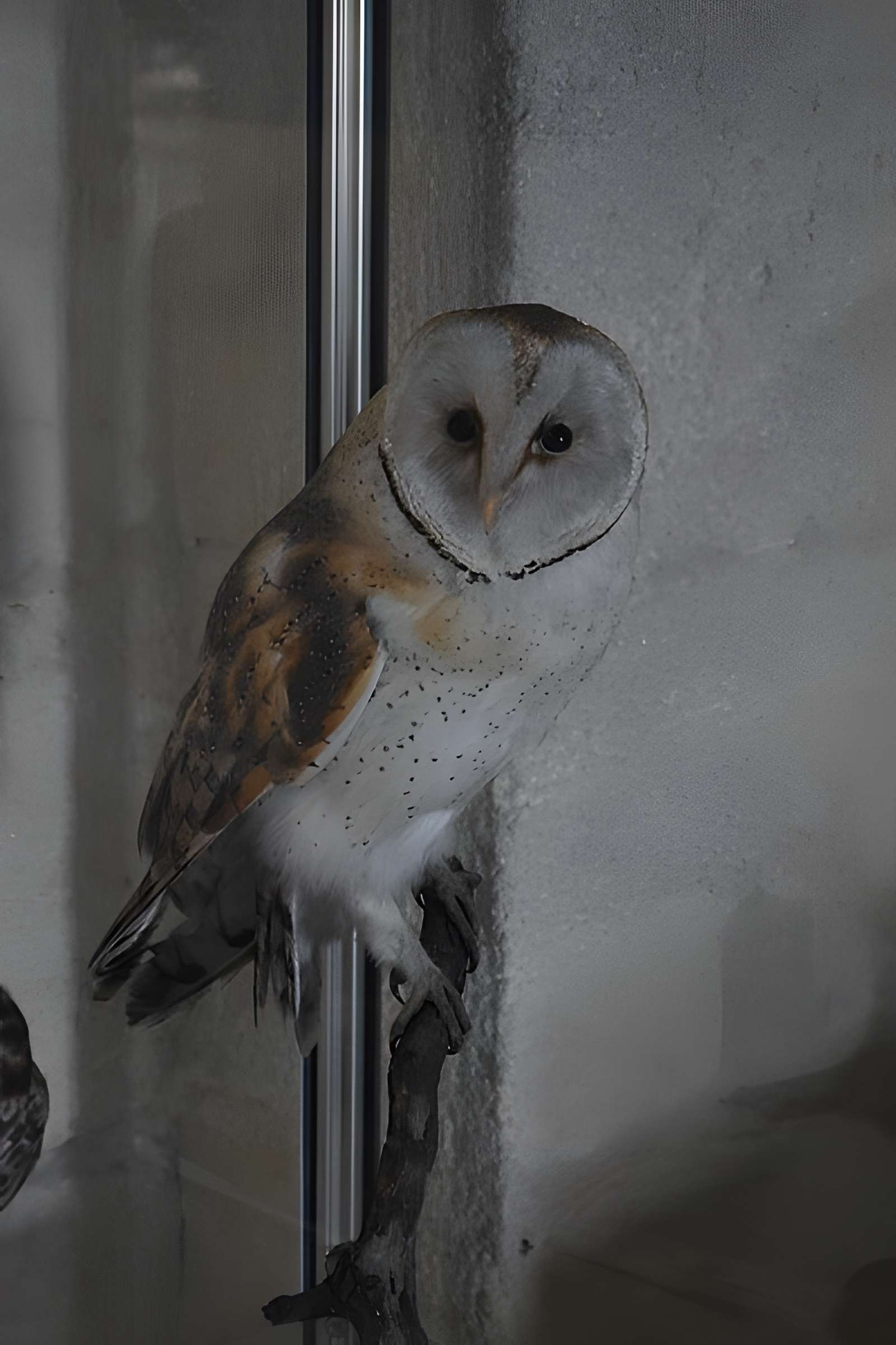 Tour Saint-Louis de Port-Saint-Louis-du-Rhône