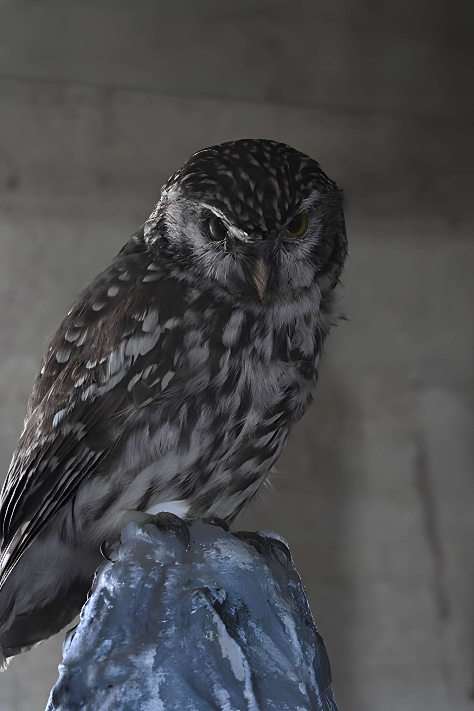 Tour Saint-Louis de Port-Saint-Louis-du-Rhône