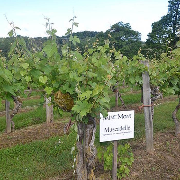 Photo de Vigne de la Ferme Pédebernade à Sarragachies