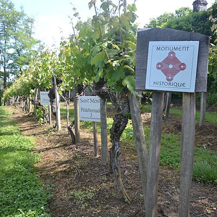 Photo de Vigne de la Ferme Pédebernade à Sarragachies