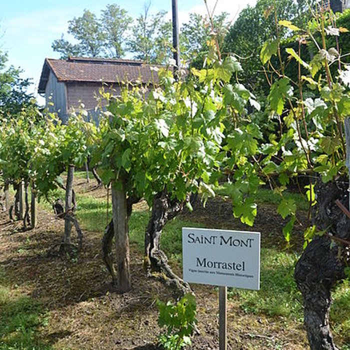 Photo de Vigne de la Ferme Pédebernade à Sarragachies