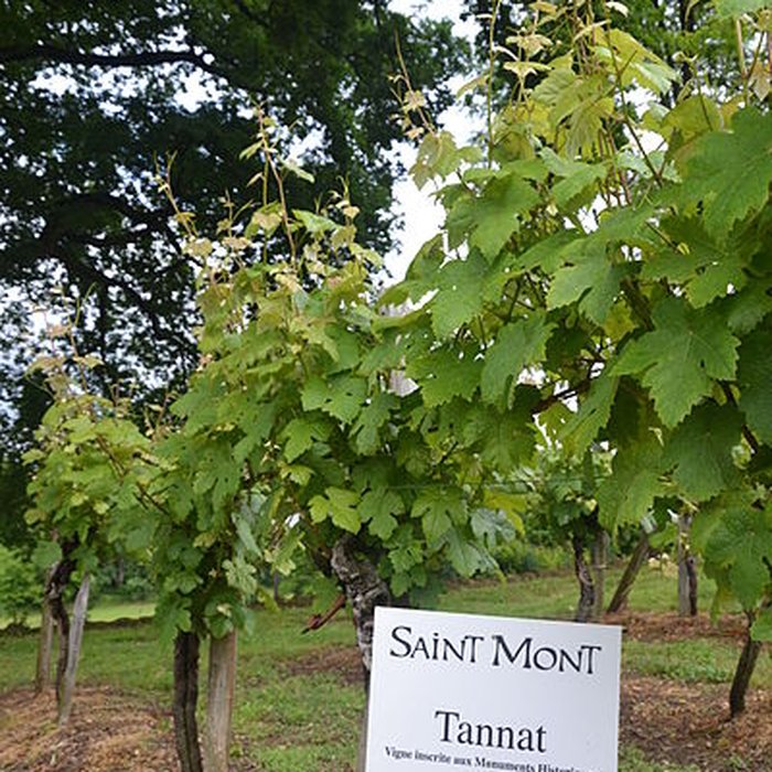 Photo de Vigne de la Ferme Pédebernade à Sarragachies