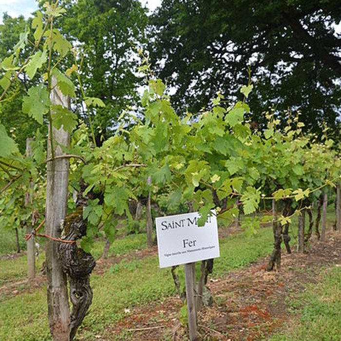 Photo de Vigne de la Ferme Pédebernade à Sarragachies