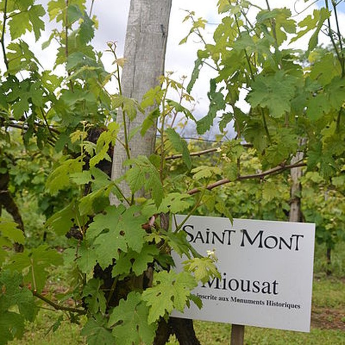 Photo de Vigne de la Ferme Pédebernade à Sarragachies