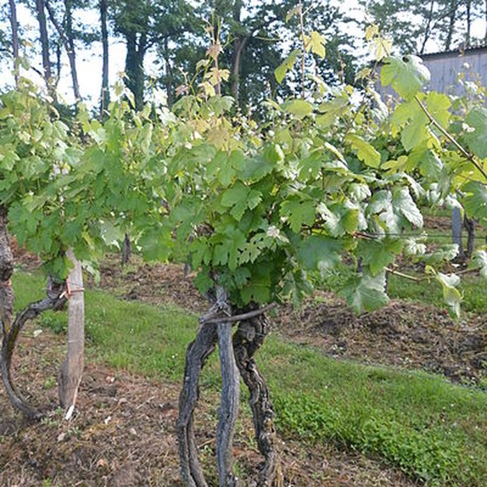 Photo de Vigne de la Ferme Pédebernade à Sarragachies