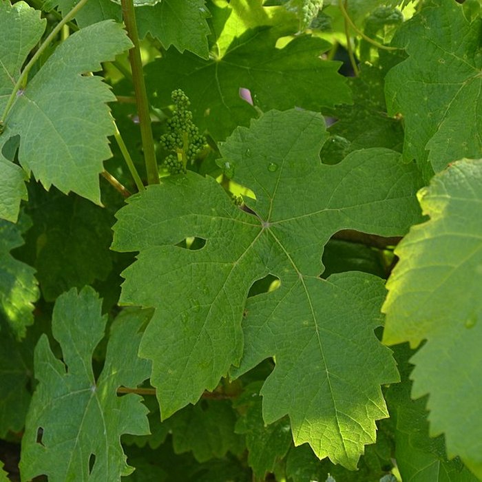 Photo de Vigne de la Ferme Pédebernade à Sarragachies