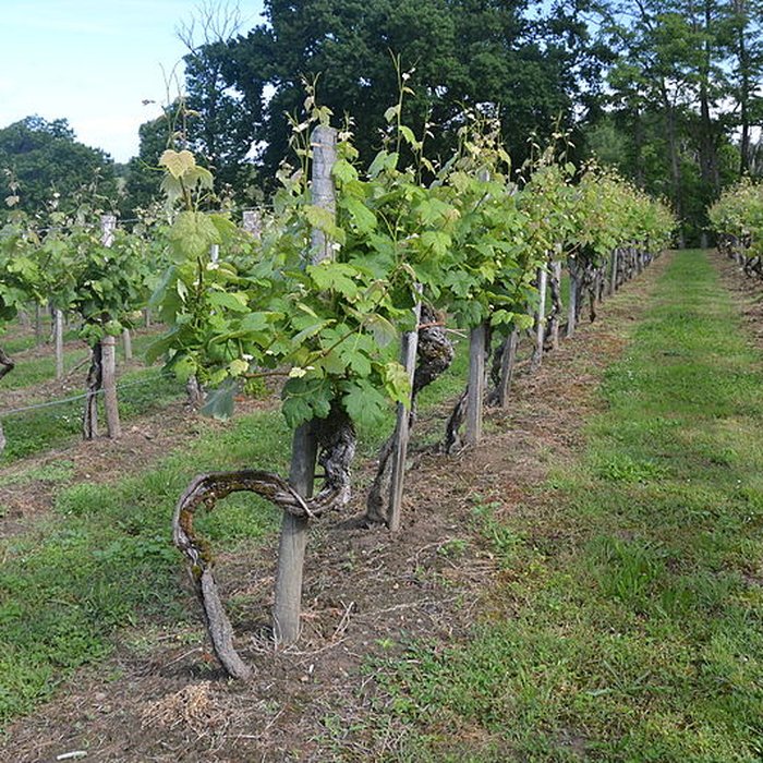 Photo de Vigne de la Ferme Pédebernade à Sarragachies