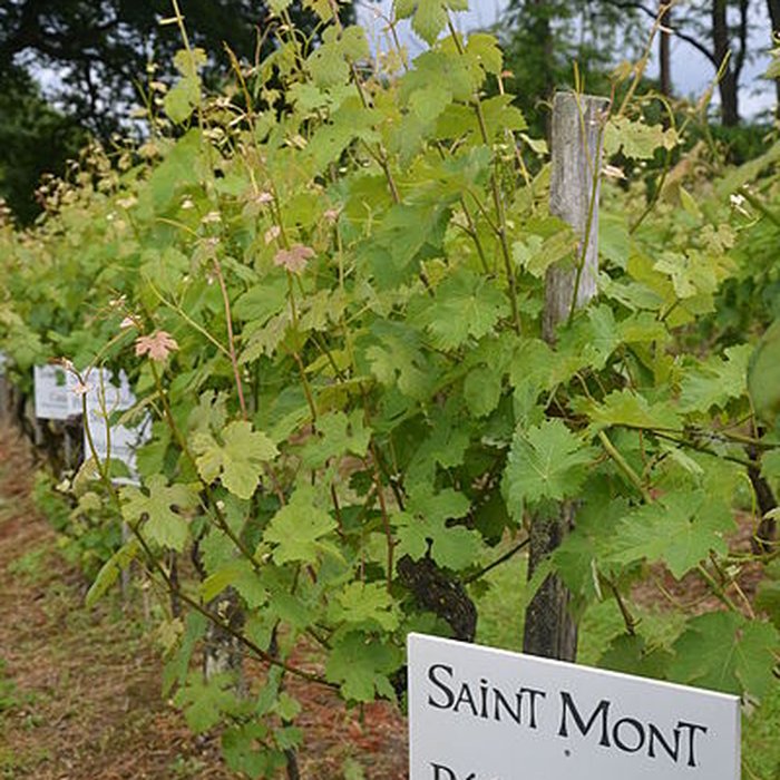 Photo de Vigne de la Ferme Pédebernade à Sarragachies