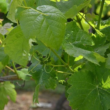 Vigne de la Ferme Pédebernade à Sarragachies