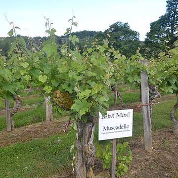 Vigne de la Ferme Pédebernade à Sarragachies
