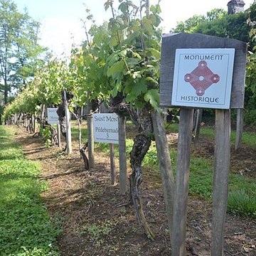 Vigne de la Ferme Pédebernade à Sarragachies