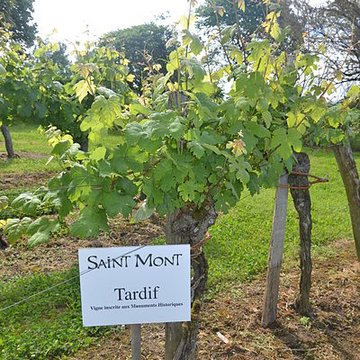 Vigne de la Ferme Pédebernade à Sarragachies