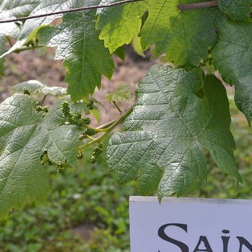 Vigne de la Ferme Pédebernade à Sarragachies