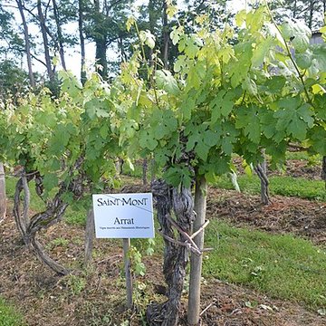 Vigne de la Ferme Pédebernade à Sarragachies