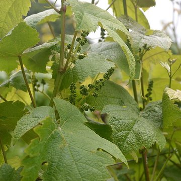 Vigne de la Ferme Pédebernade à Sarragachies
