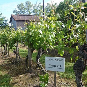 Vigne de la Ferme Pédebernade à Sarragachies