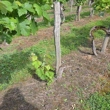 Vigne de la Ferme Pédebernade à Sarragachies