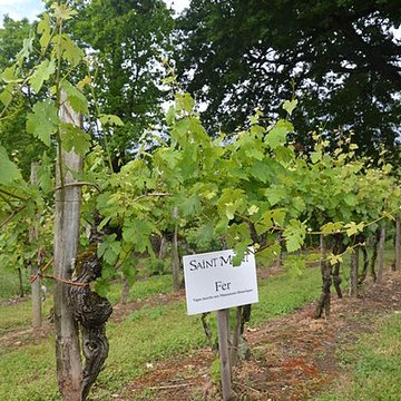 Vigne de la Ferme Pédebernade à Sarragachies