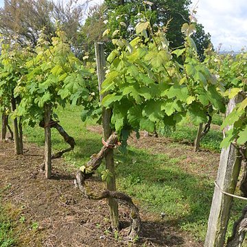 Vigne de la Ferme Pédebernade à Sarragachies