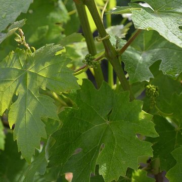 Vigne de la Ferme Pédebernade à Sarragachies