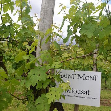 Vigne de la Ferme Pédebernade à Sarragachies