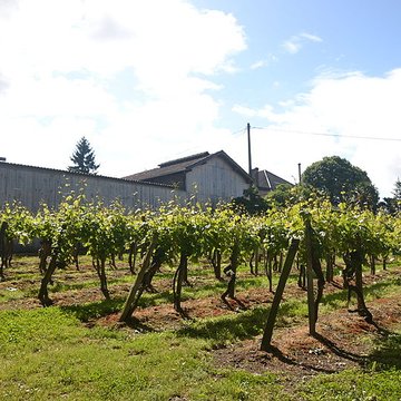 Vigne de la Ferme Pédebernade à Sarragachies