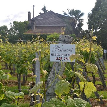 Vigne de la Ferme Pédebernade à Sarragachies