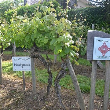 Vigne de la Ferme Pédebernade à Sarragachies