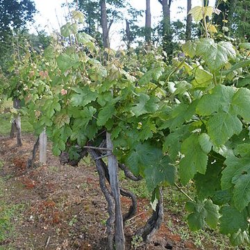 Vigne de la Ferme Pédebernade à Sarragachies