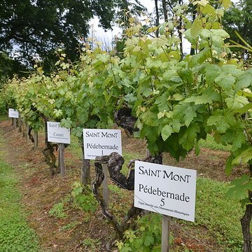 Vigne de la Ferme Pédebernade à Sarragachies