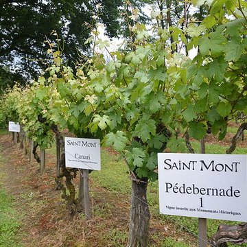 Vigne de la Ferme Pédebernade à Sarragachies