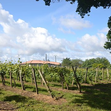 Vigne de la Ferme Pédebernade à Sarragachies