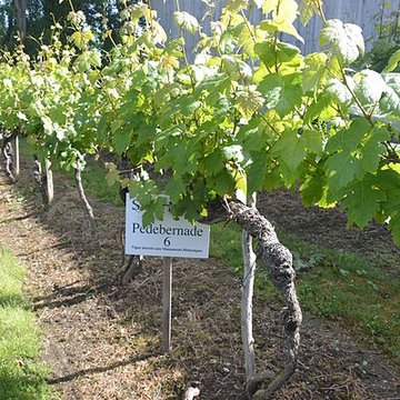 Vigne de la Ferme Pédebernade à Sarragachies