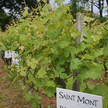 Vigne de la Ferme Pédebernade à Sarragachies