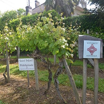 Vigne de la Ferme Pédebernade à Sarragachies