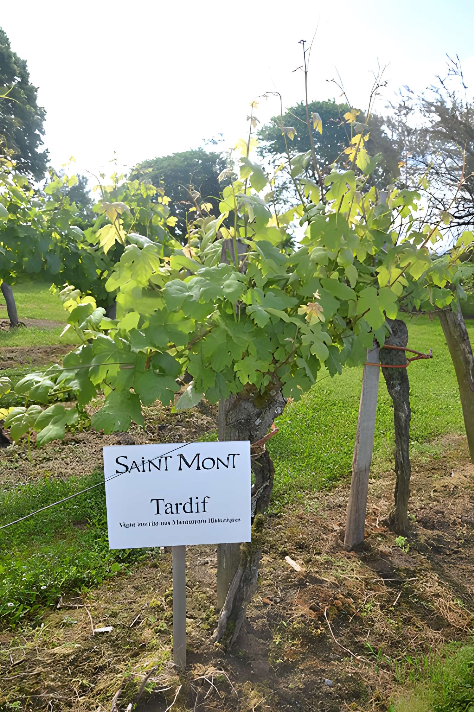 Vigne de la Ferme Pédebernade à Sarragachies