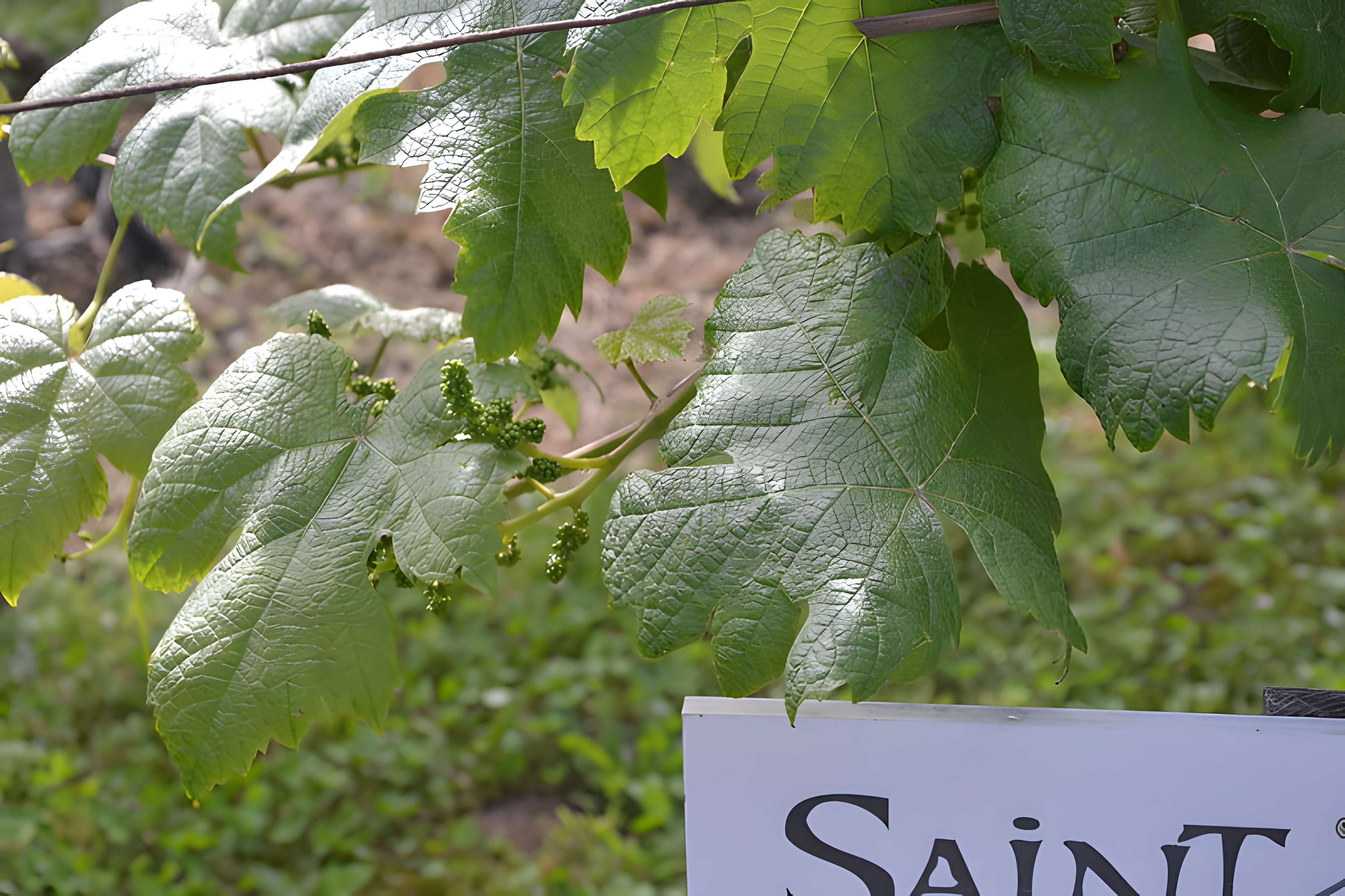 Vigne de la Ferme Pédebernade à Sarragachies