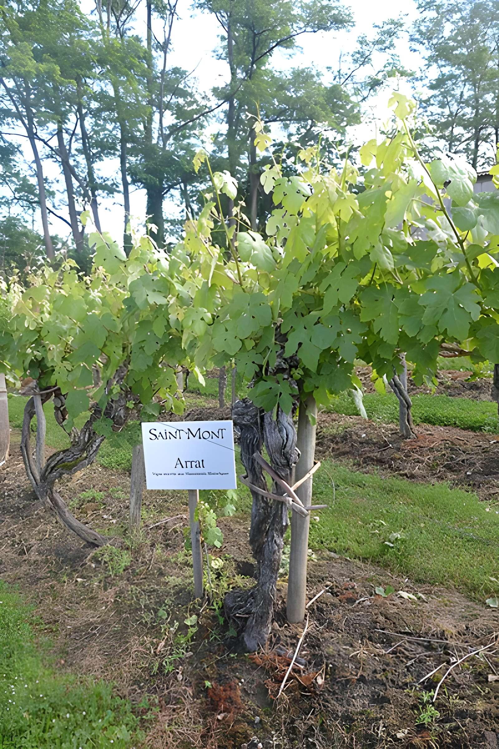Vigne de la Ferme Pédebernade à Sarragachies