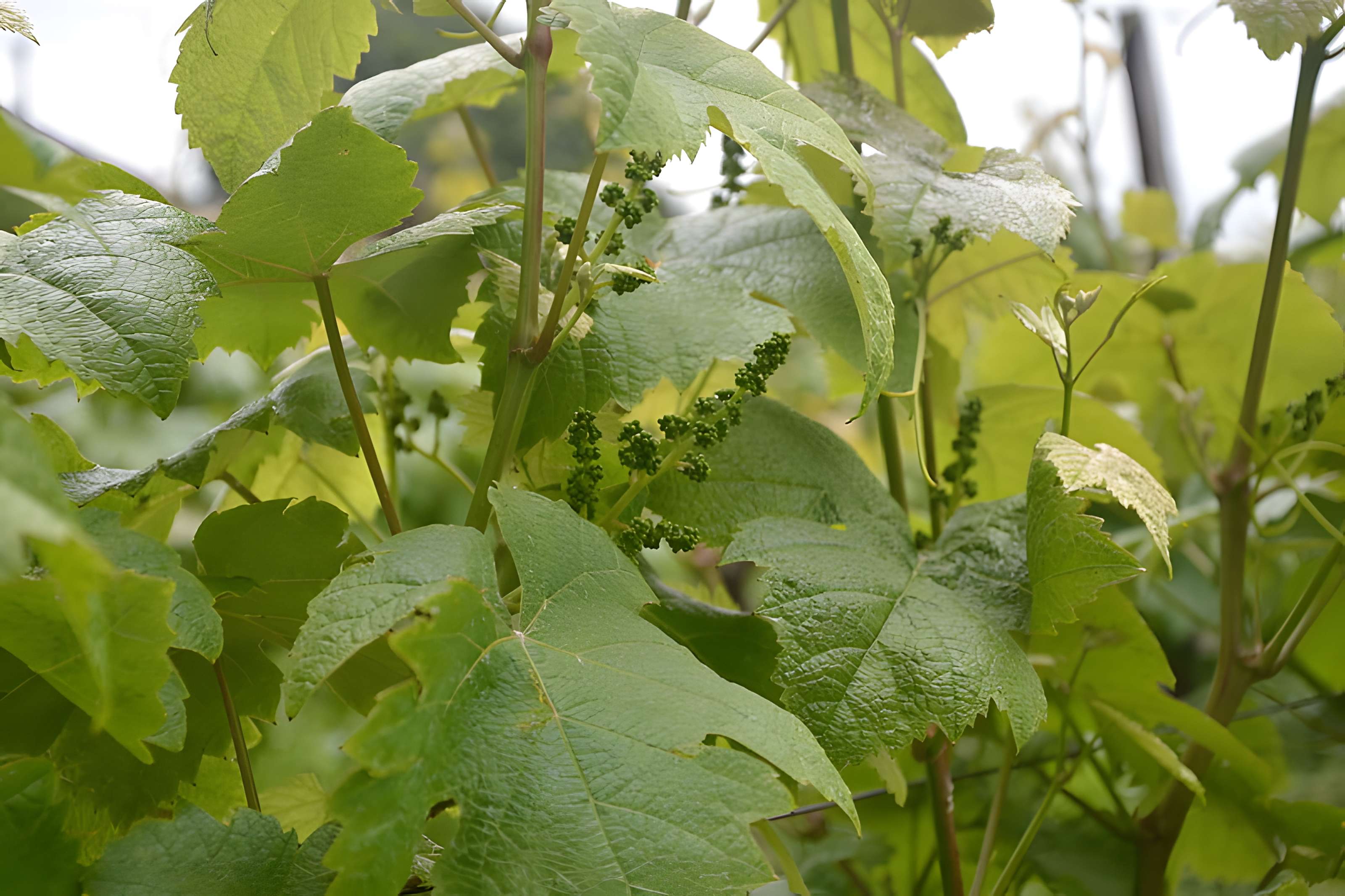 Vigne de la Ferme Pédebernade à Sarragachies