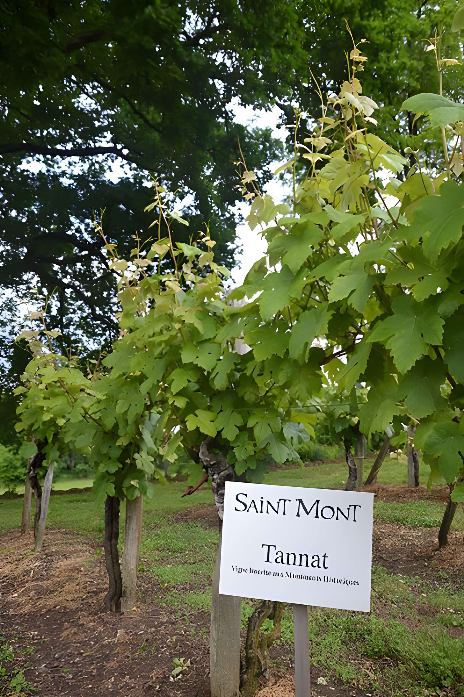 Vigne de la Ferme Pédebernade à Sarragachies