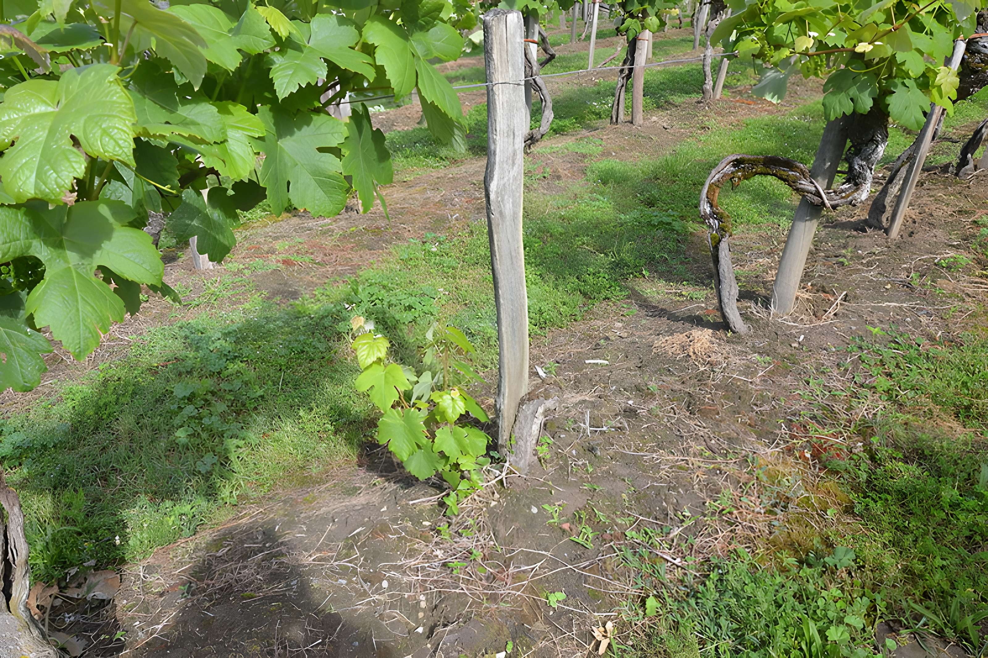 Vigne de la Ferme Pédebernade à Sarragachies