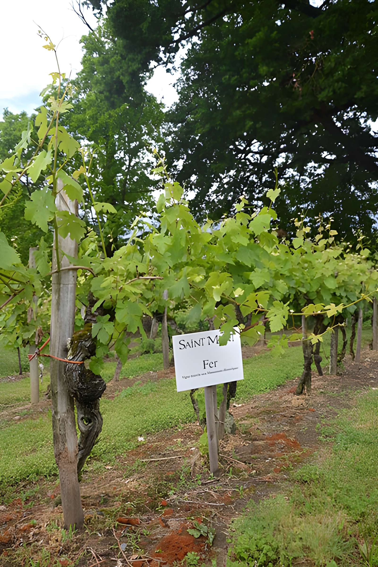 Vigne de la Ferme Pédebernade à Sarragachies